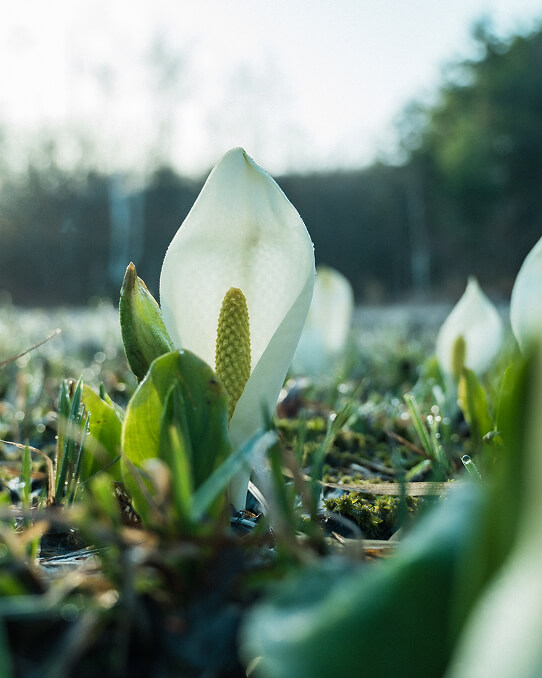 乗鞍の春を告げる水芭蕉